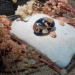 Handcrafted Scarf Pin - Whispers of Thistle 005